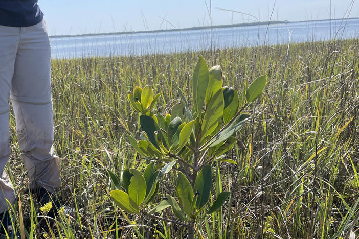 A red mangrove tree is shown near Cumberland Island, Georgia.