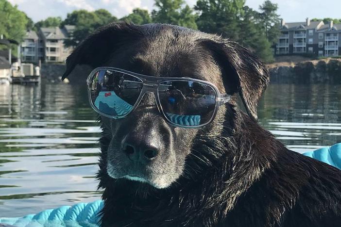 A large dog wearing sunglasses beside a body of water