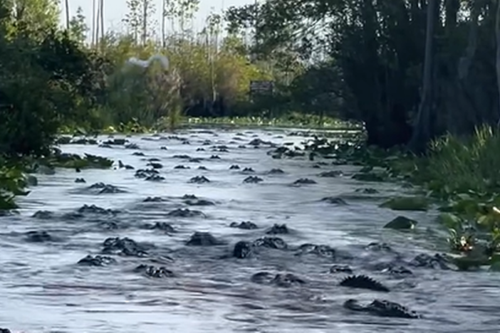 A mysterious congregation of alligators was recorded in Georgia’s Okefenokee Swamp, and researchers are trying to figure out what caused the rarely witnessed occurrence. Marty Welch video screengrab