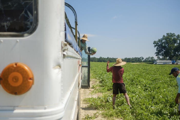 watermelon pickers