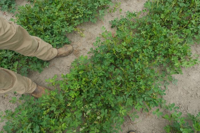 peanut plant