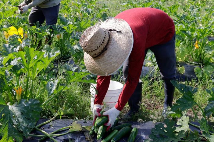 Two farm workers are shown in a field, bending over, picking zucchini, their faces obscured by large hats.