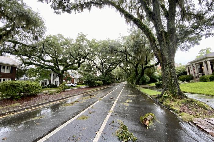 Debris from Tropical Storm Debby as seen on Washington Avenue in Savannah's Ardsley Park neighborhood on Aug. 6, 2024.