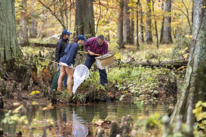 October 26, 2022. Biology students Peyton Reed, left, and Callista (Calleigh) Reber, collect aquatic matter with Biology Professor David Bruce Conn, right, during an entomology lab. (Brant Sanderlin/ Berry College)