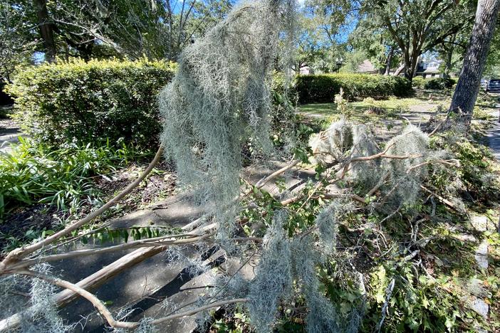 A downed tree at Smith-Gaudry Park in Savannah after Hurricane Helene on Friday, Sept. 27, 2024.