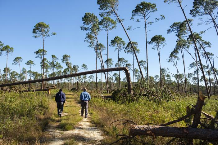 Many of the loblolly and slash pines felled or nearly felled by Hurricane Helene at Broxton Rocks in Coffee County were part of a nursery for longleaf pine seedlings being nurtured by the Georgia chapter of the Nature Conservancy.