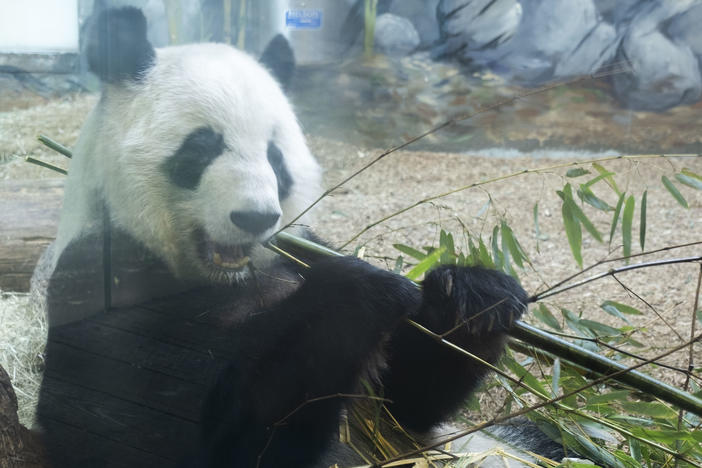 Lun Lun