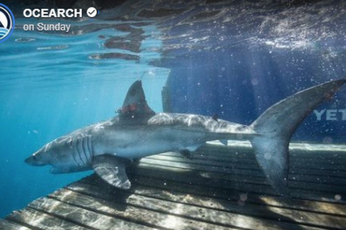 This 10-foot great white shark vanished off Georgia in April and resurfaced five months later in the Gulf of St. Lawrence off Canada, OCEARCH reports. OCEARCH Facebook screengrab