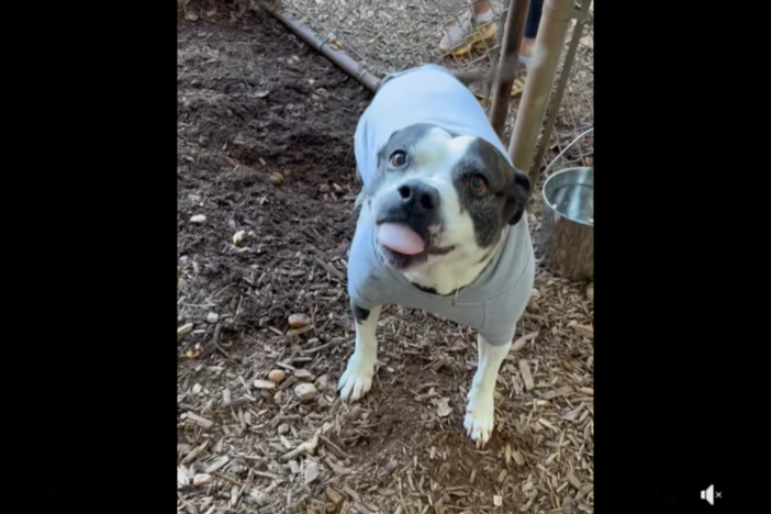 Queenie the dog was adopted after she spent more than two years in a Georgia shelter. Screengrab from the Humane Society of Forsyth County, GA's video on Facebook  