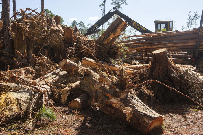 A pile of discarded stumps lopped off of trees toppled by Hurricane Helene by loggers in Treutlen County, Georgia.