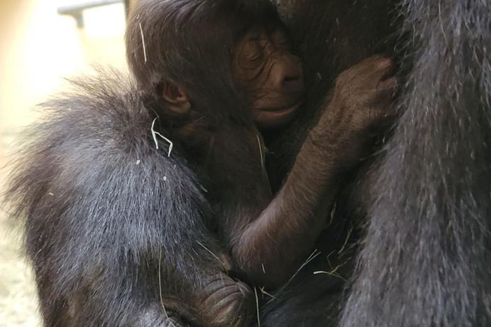 Kambera, a western lowland gorilla at Zoo Atlanta, delivered the 26th gorilla born at the Zoo on November 13, 2024. 