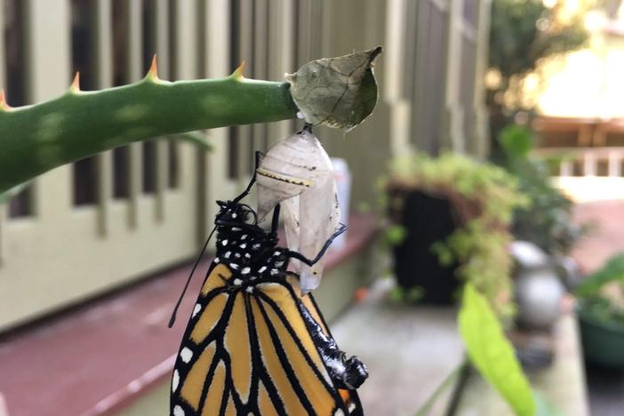 A freshly emerged monarch butterfly in Savannah on Nov. 18, 2024. Credit: Mary Landers/The Current GA