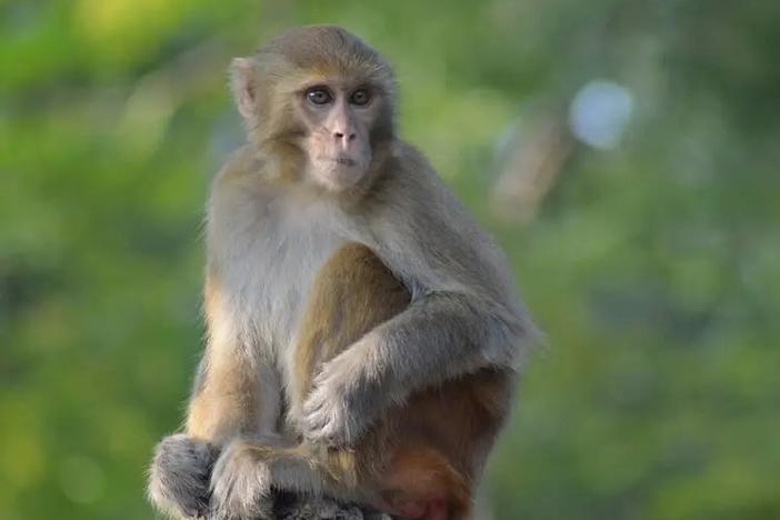 A young rhesus monkey is shown.