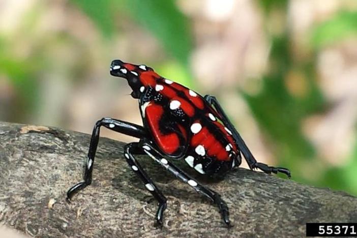 Nymphs (juvenile Spotted Lanternflies) are black with white spots and turn red as they develop.
