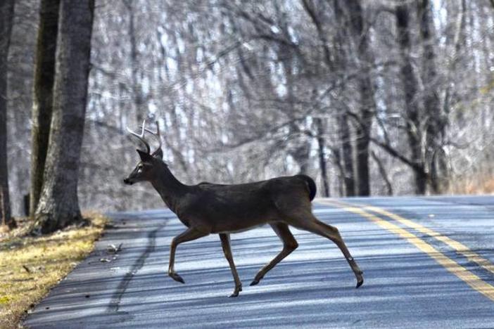 Deer crossing the road.