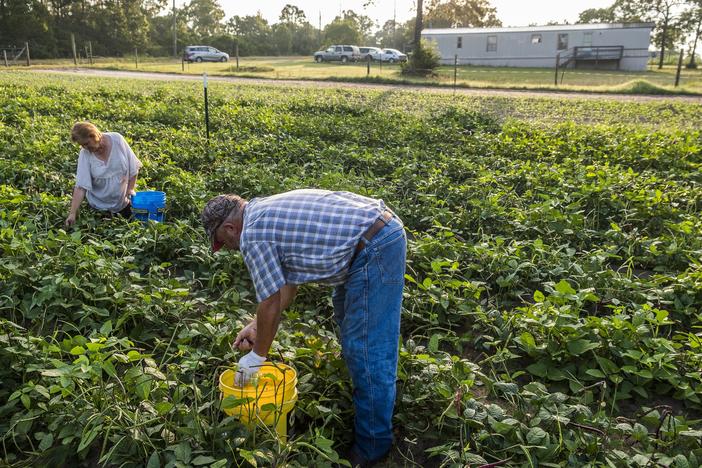 Donald and Margaret Holder of Crawford County harvesting purple hull peas in 2018. 