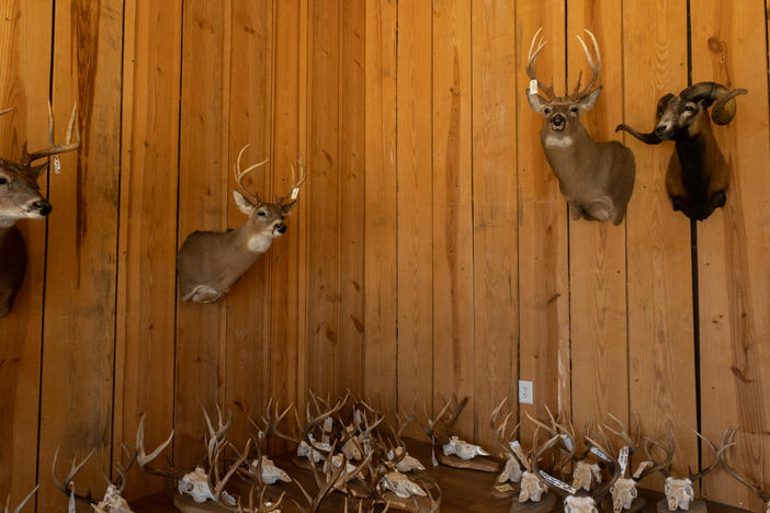 Taxidermied deer mounted on a wall at a deer processer in Mansfield.