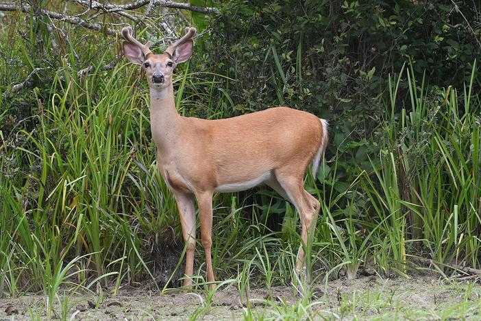  A white-tailed buck in Gwinnett County is among the 1 million of its deer species roaming Georgia’s woodlands, farmlands and urban areas. Hank Ohme/Georgia Wildlife Federation 