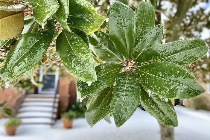 Frozen magnolia tree leaves in Savannah on Jan. 22, 2025, shortly following the city's first snowfall in seven years.