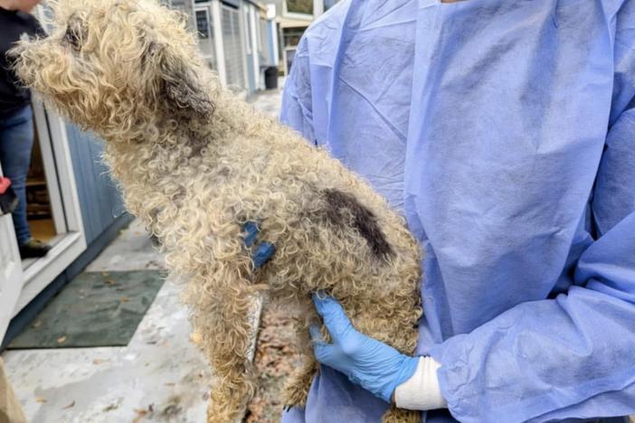 A dog raised in a puppy mill is held by a rescue worker.
