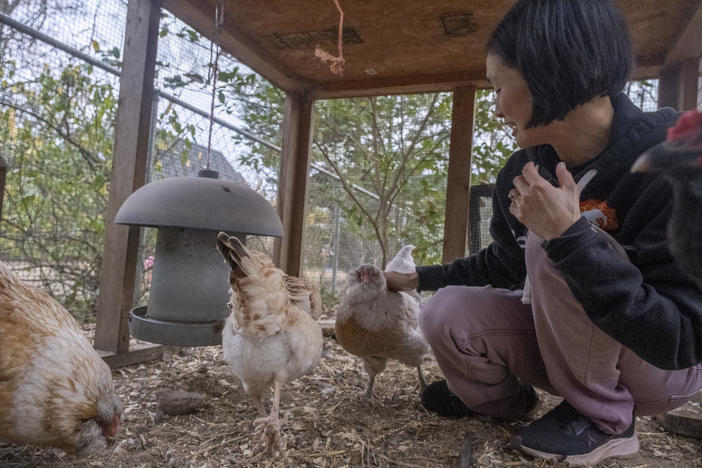 Decatur resident Kyo Brown keeps her backyard flock of chickens in a coop to protect them from predators. Prohibiting free ranging is just one biosecurity measure that chicken owners and producers are encouraged to take as highly pathogenic avian influenza spreads across the U.S. and across species.