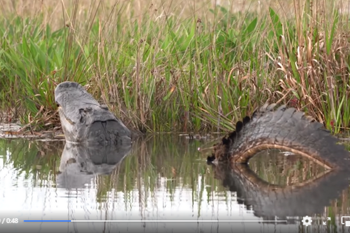 A visitor to Georgia’s Okefenokee Swamp recorded a rarely seen part of the alligator mating ritual called the head slap, researchers say. Jennifer Berglund video screengrab  