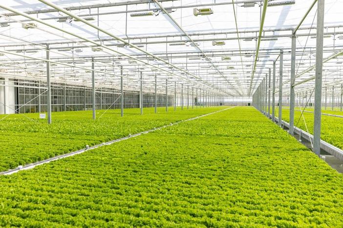 Fresh leafy greens grown in Bibb County greenhouse are being shipped to chains such as Food Lion, Harris Teeter, Ingles, Kroger and Walmart. BrightFarms 