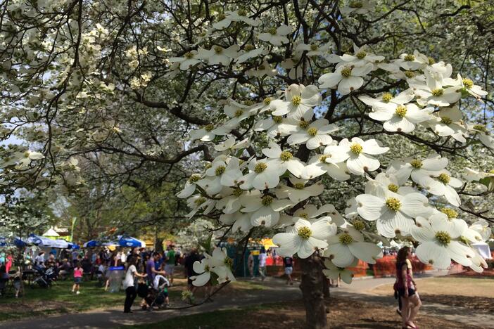 Dogwood tree in bloom at the Atlanta Dogwood Festival