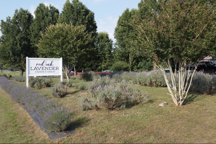Red Oak Lavender Farm