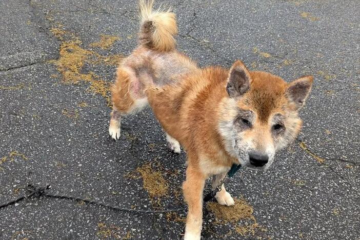 Shogatsu was found in Tucker wandering around dragging a frayed rope, more than a year after he disappeared. (Photo by Chantel Hunter)