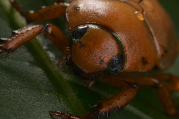 A red beetle.