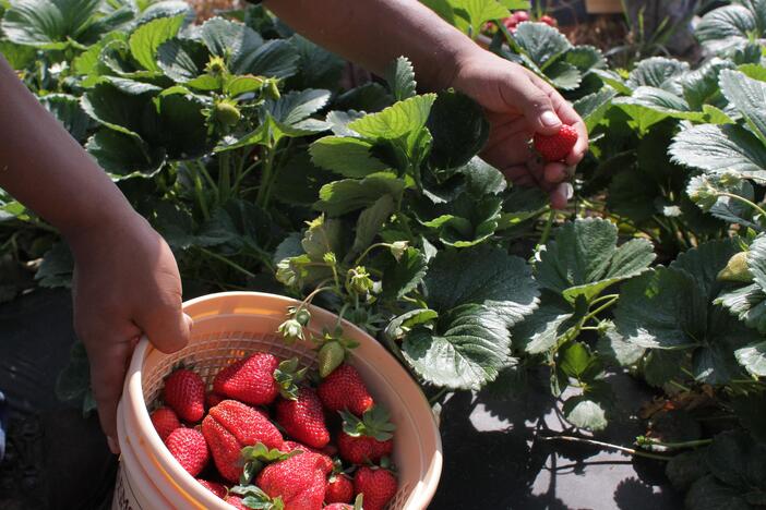 Jaemor Farms strawberries. (Matthew Kulinski/Georgia Grown)
