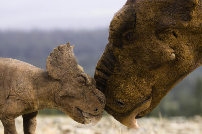 A juvenile and adult Pachyrhinosaurus from Walking with Dinosaurs