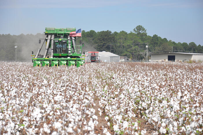 A cotton field being harvested by heavy equipment