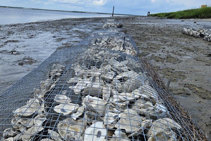 Georgia DNR tests new oyster restoration technique near Sapelo Island