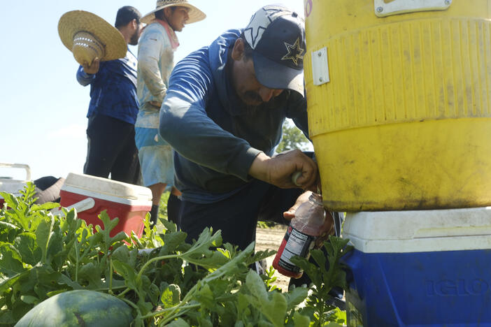 Workers in watermelon fields typically use one large water cooler per school bus based crew plus whatever other drinks and drink mixes a worker wants to bring to the field. Workers take frequent breaks to drink.