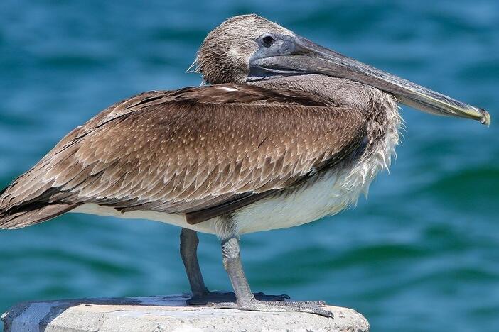 Georgia DNR proposes first-ever change to 'bird island rule' protecting critical nesting sites