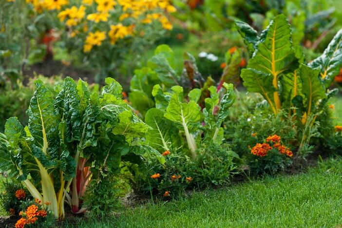 Swiss chard planted in a home garden.
