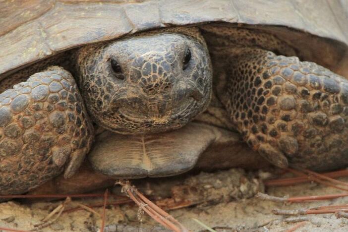 Gopher tortoises are considered a keystone species because they dig burrows that provide shelter for approximately 350 other species. Josiah Lavender Open Space Institute 