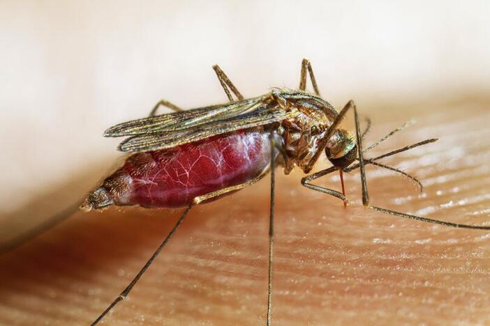Mosquito engorged with blood feeding on human finger
