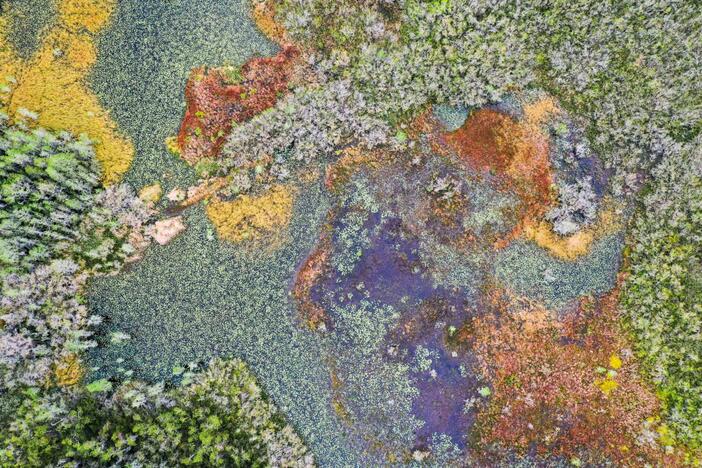 An overhead photo at the Okefenokee shows the diverse plant life and ecosystem of the swamp. Credit: Justin Taylor/The Current
