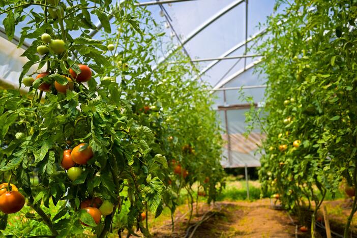 Tomatoes in a greenhouse.