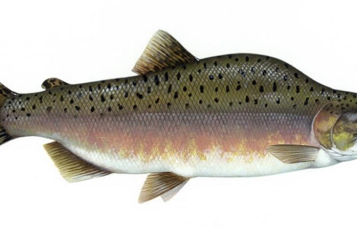 Pink Salmon, Courtesy, <a href="http://commons.wikimedia.org/wiki/File:Pink_salmon_FWS.jpg" target="_blank">WIkimedia</a>