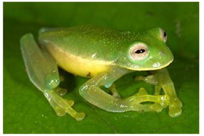 Image of the newest glassfrog from amphiaweb.org