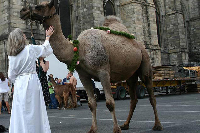 A camel is prepped to attend the pet blessing service at the Cathedral at Saint John the Divine.