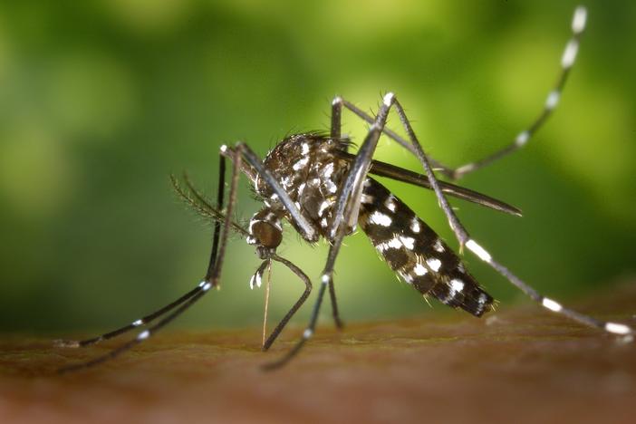 Courtesy, <a href="http://commons.wikimedia.org/wiki/File:CDC-Gathany-Aedes-albopictus-1.jpg" target="_blank">Wikimedia</a>