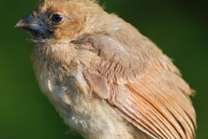 Baby Cardinal