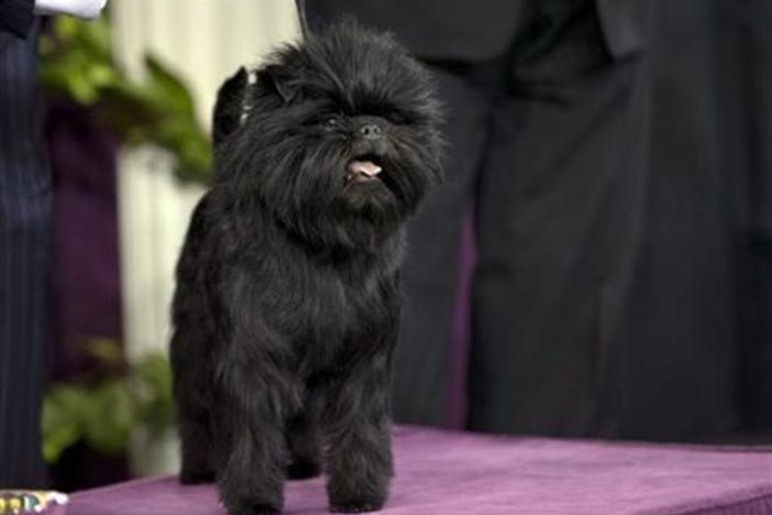 Banana Joe wins best in show at the 137th Westminister Dog Show. (Photo via AP)
