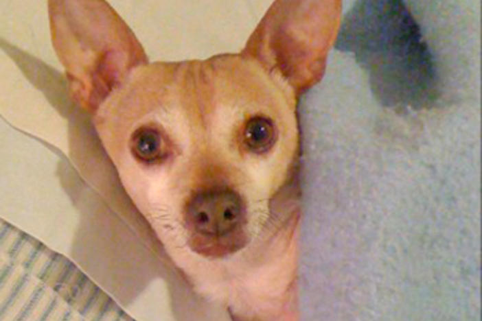 Bijou is surprised by an impromptu photo while he's relaxing in bed.