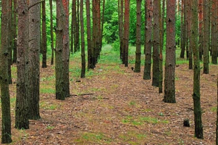 Biomass is a Major New Source for Energy @ Georgia Power